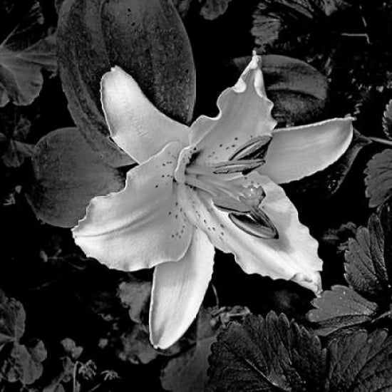 White Lily I Poster Print by Rita Crane-VARPDXPSCRN327 Image 2