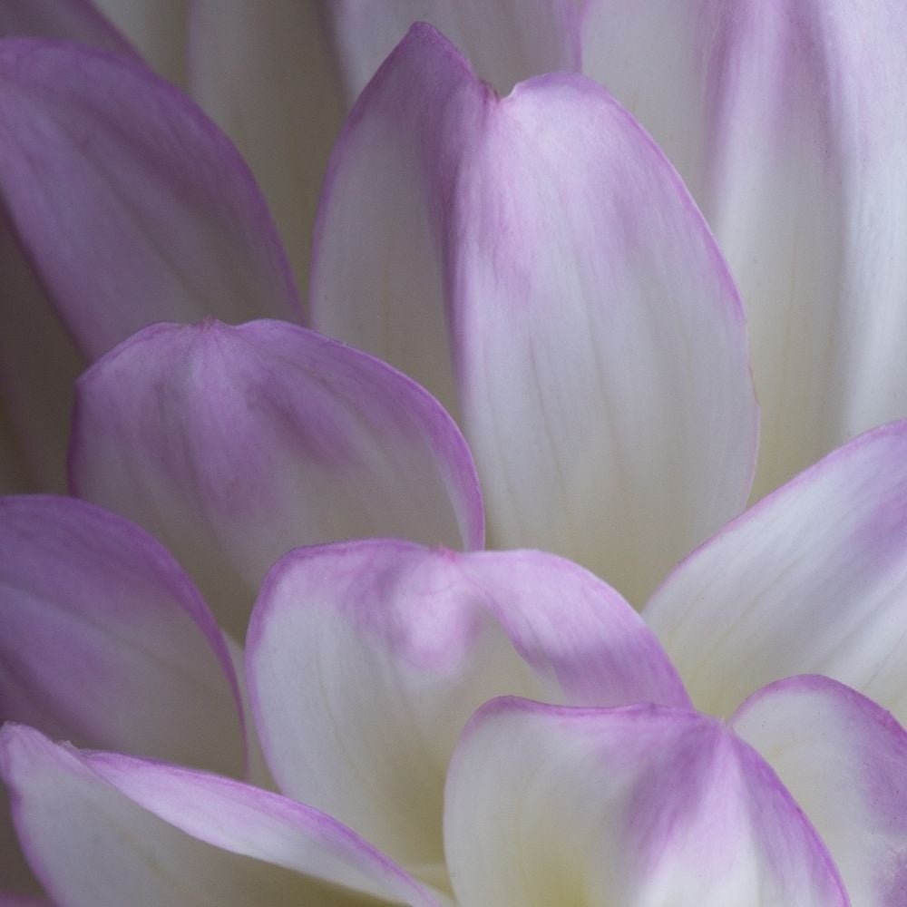 Lavender Dahlia V Poster Print by Rita Crane-VARPDXPSCRN398 Image 1