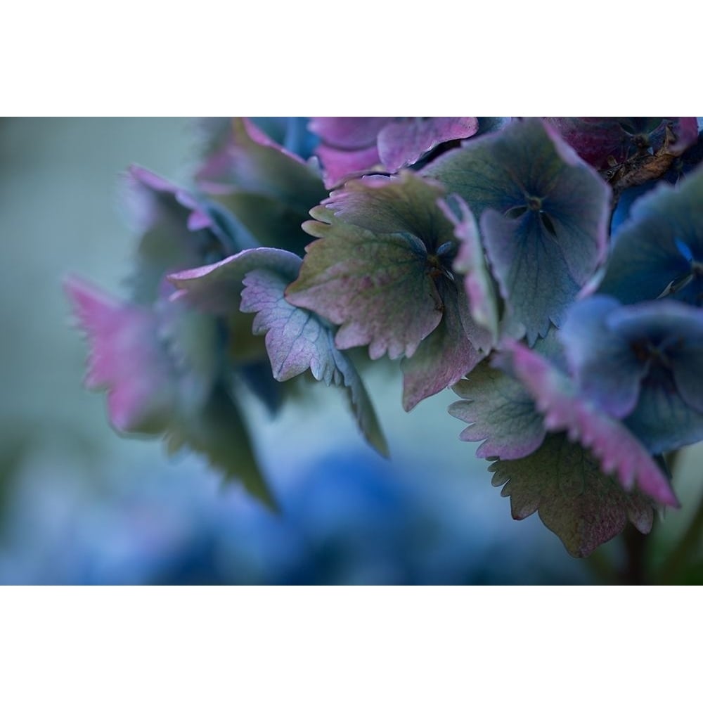 Autumn Hydrangea II Poster Print by Rita Crane-VARPDXPSCRN389 Image 1