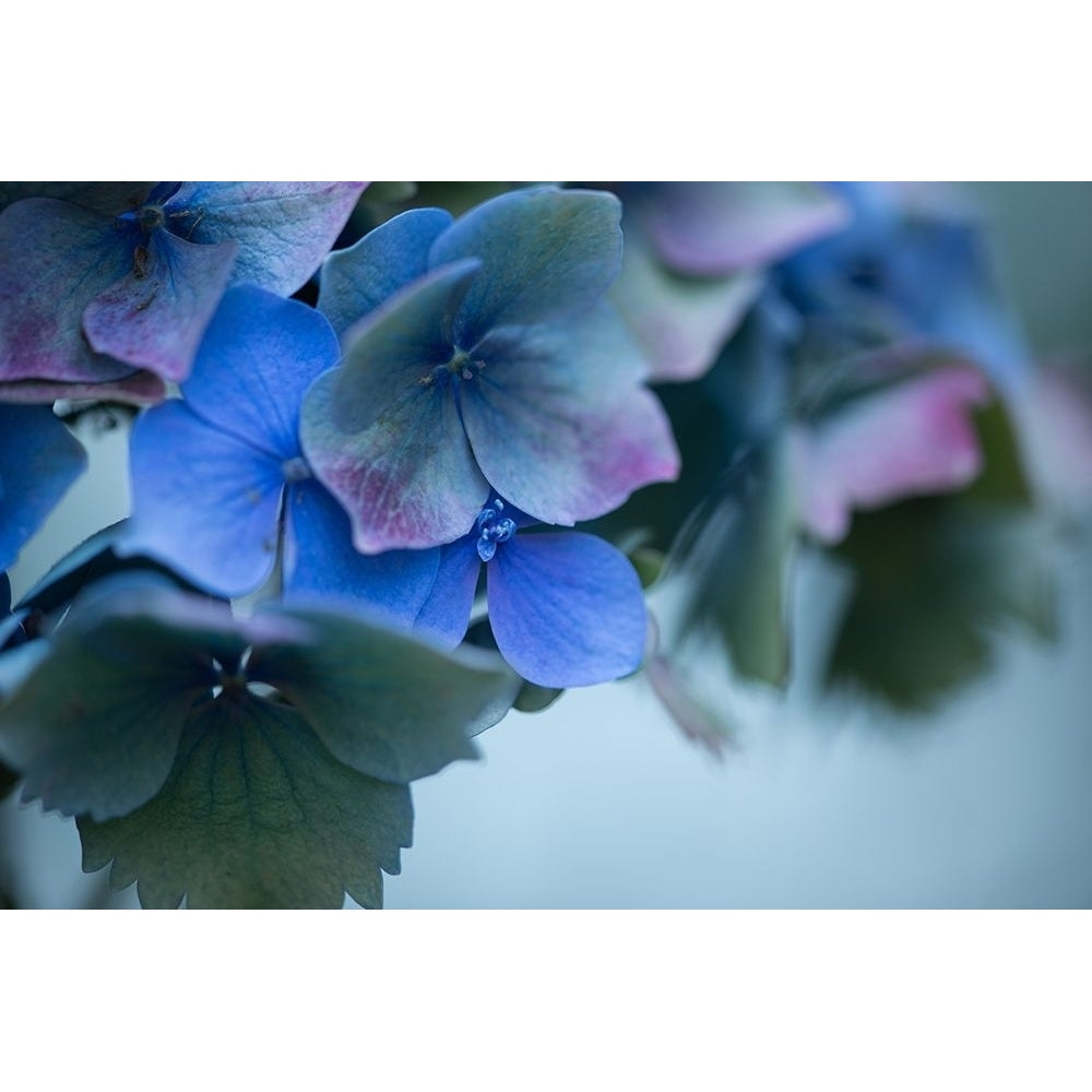 Autumn Hydrangea I Poster Print by Rita Crane-VARPDXPSCRN388 Image 1