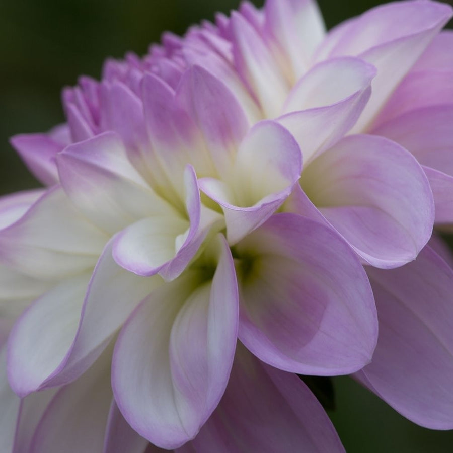 Lavender Dahlia IV Poster Print by Rita Crane-VARPDXPSCRN397 Image 1