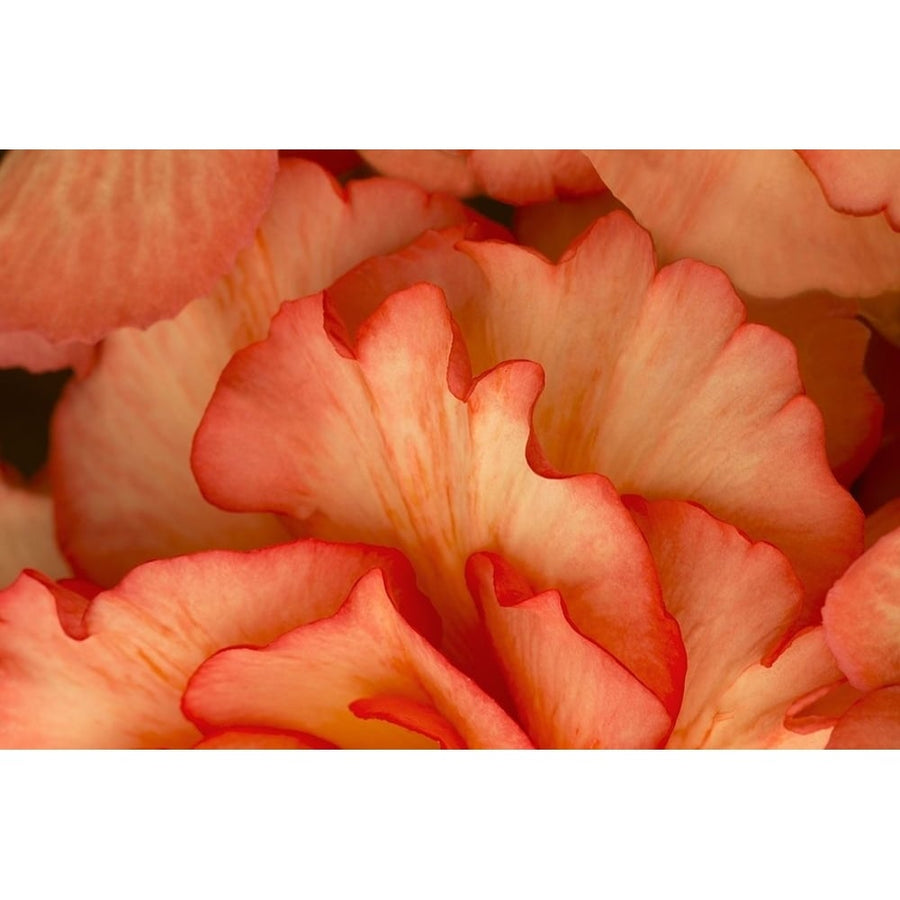 Festive Begonia IV Poster Print by Rita Crane-VARPDXPSCRN415 Image 1