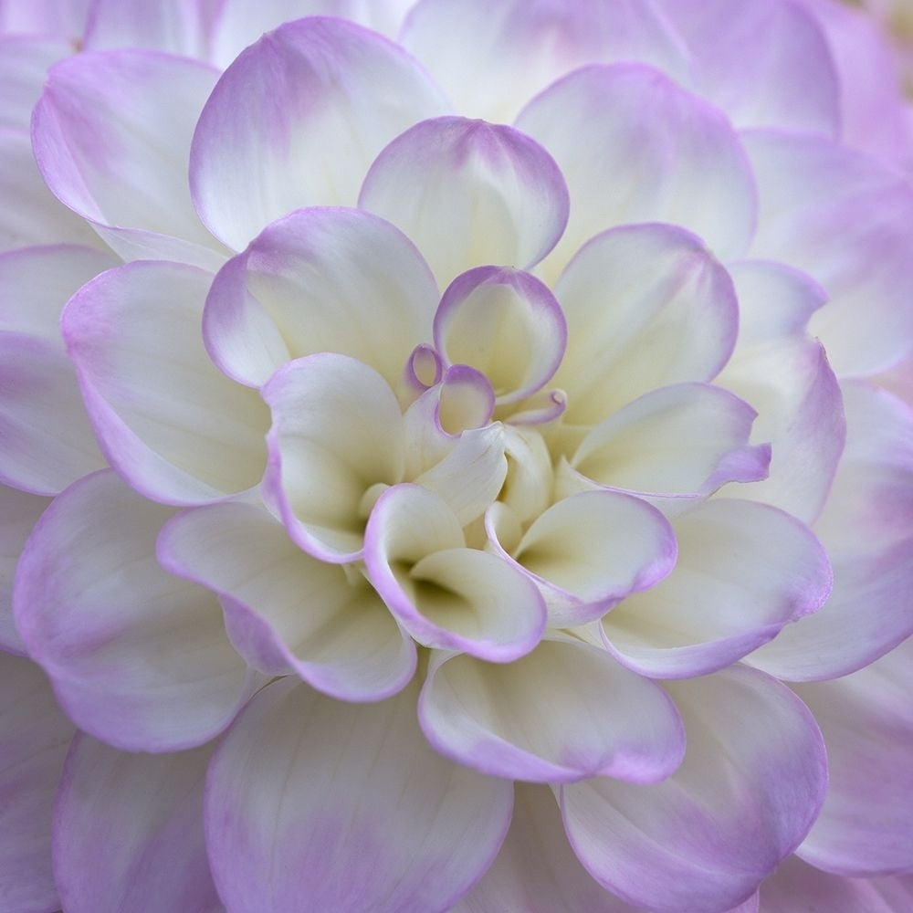 Lavender Dahlia VI Poster Print by Rita Crane-VARPDXPSCRN399 Image 1