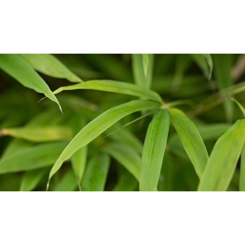 Bamboo Leaves II Poster Print by Rita Crane-VARPDXPSCRN491 Image 1