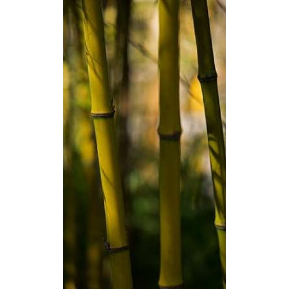 Bamboo Afternoon VIII Poster Print by Rita Crane-VARPDXPSCRN497 Image 2