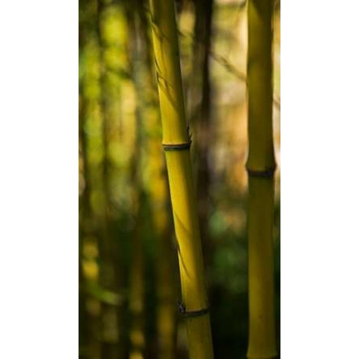 Bamboo Afternoon VII Poster Print by Rita Crane-VARPDXPSCRN496 Image 2