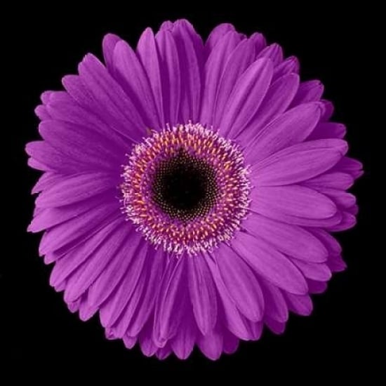 Purple Gerbera Daisy Poster Print by Jim Christensen-VARPDXPSCRS133 Image 1