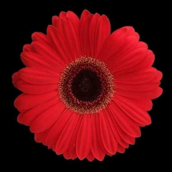 Red Gerbera Daisy Poster Print by Jim Christensen-VARPDXPSCRS132 Image 1