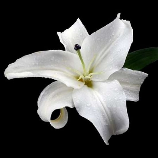 Lily on Black I Poster Print by Jim Christensen-VARPDXPSCRS163 Image 1