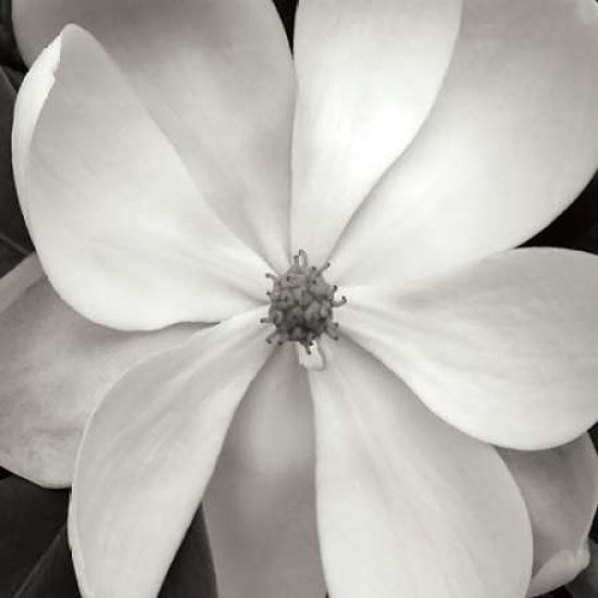 Magnolia III Poster Print by Jim Christensen-VARPDXPSCRS203 Image 2