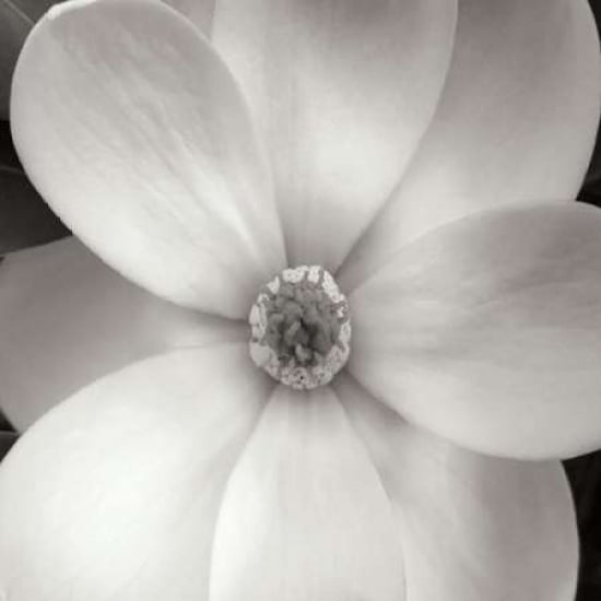 Magnolia IV Poster Print by Jim Christensen-VARPDXPSCRS204 Image 2