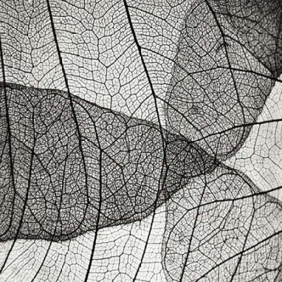 Leaf Designs IV BW Poster Print by Jim Christensen-VARPDXPSCRS206 Image 1