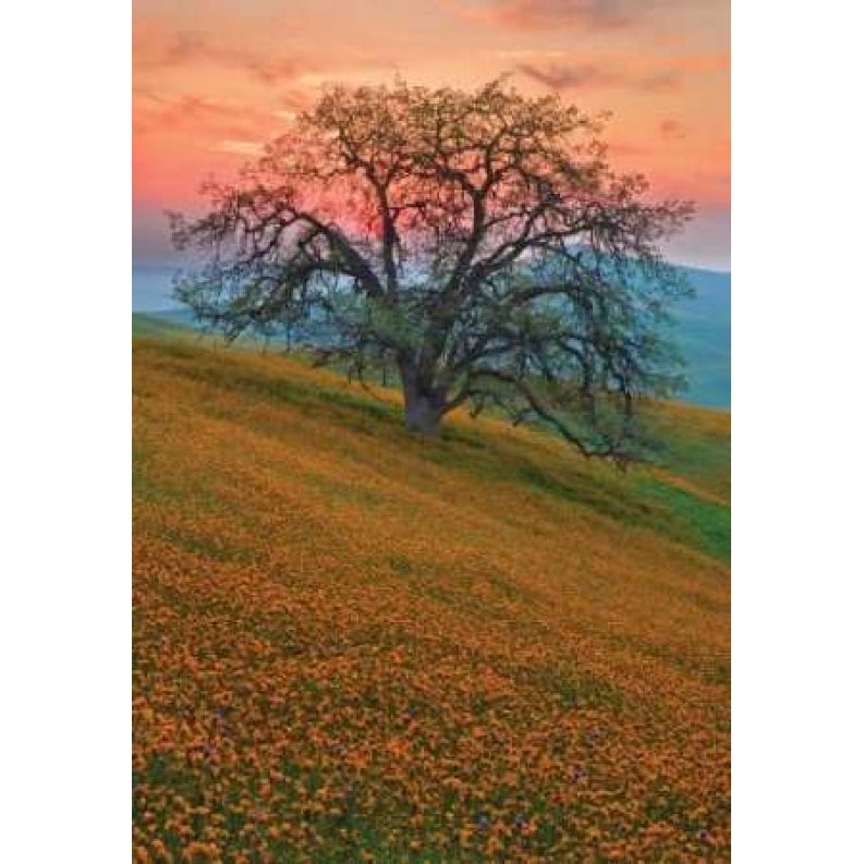 Rancheria Poster Print by Mark Geistweite-VARPDXPSGWT102 Image 1