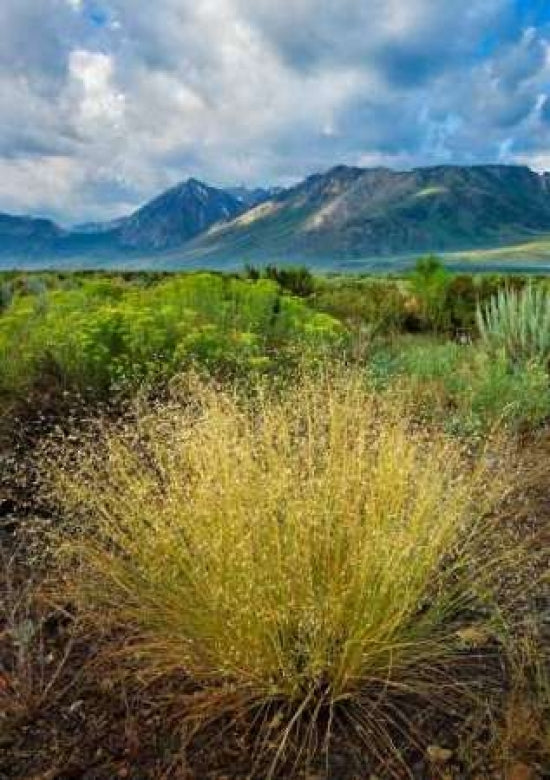 Eastern Sierra IV Poster Print by Mark Geistweite-VARPDXPSGWT115 Image 1