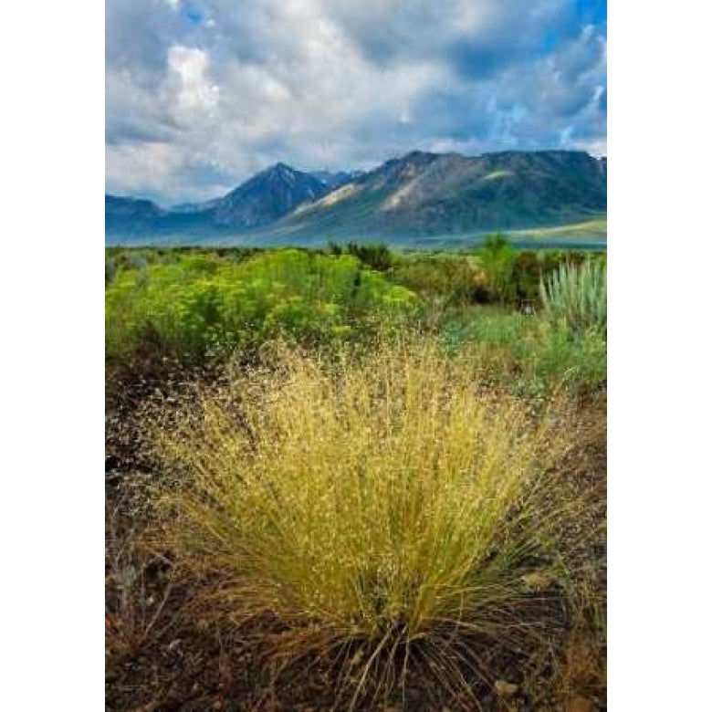 Eastern Sierra IV Poster Print by Mark Geistweite-VARPDXPSGWT115 Image 2