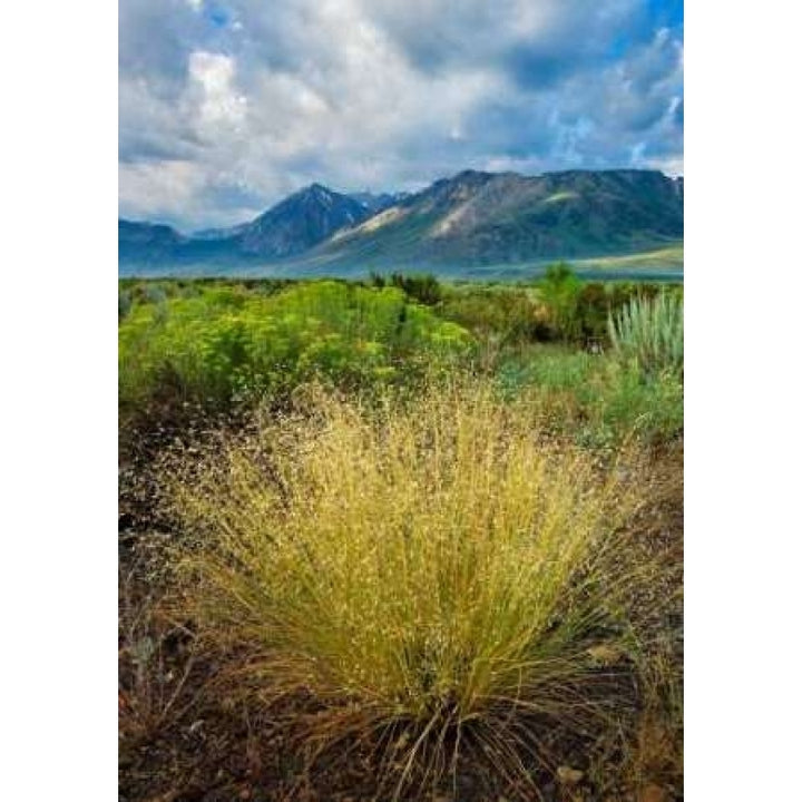 Eastern Sierra IV Poster Print by Mark Geistweite-VARPDXPSGWT115 Image 2