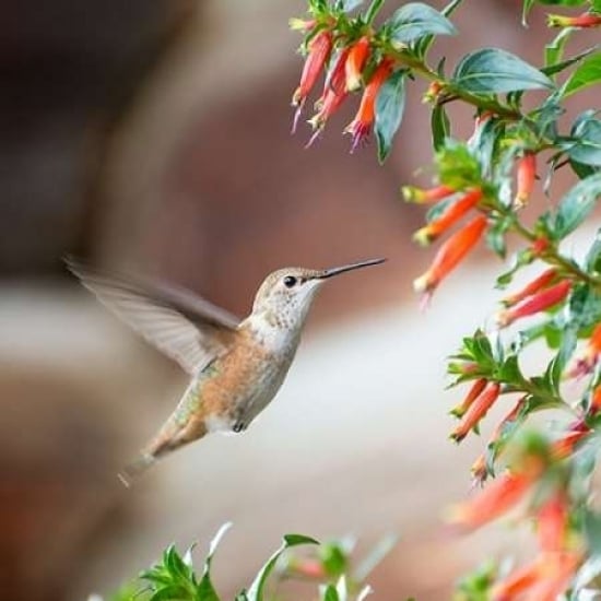 Hummingbird Poster Print by Stan Hellmann-VARPDXPSHEL152 Image 2