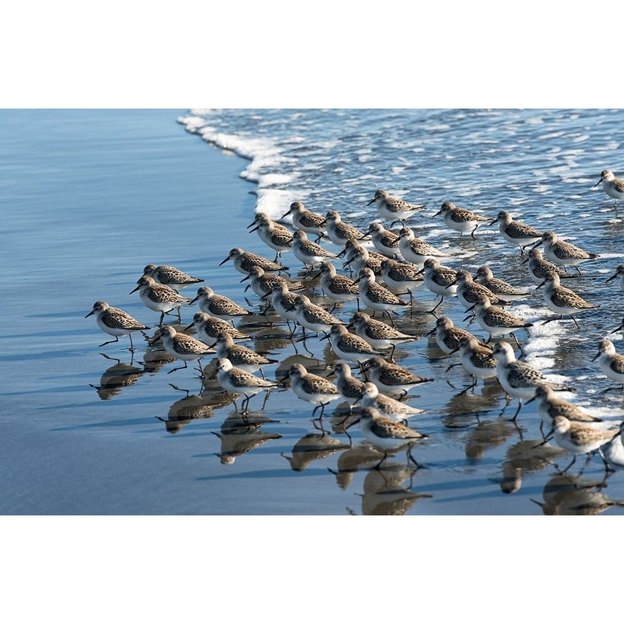 Sandpipers at Kalaloch Poster Print by Stan Hellmann-VARPDXPSHEL167 Image 1