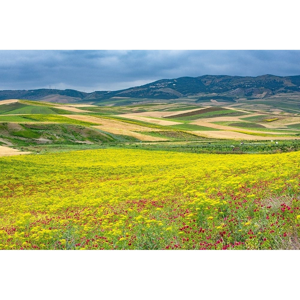 Morocco Wildflowers Poster Print by Stan Hellmann-VARPDXPSHEL204 Image 1