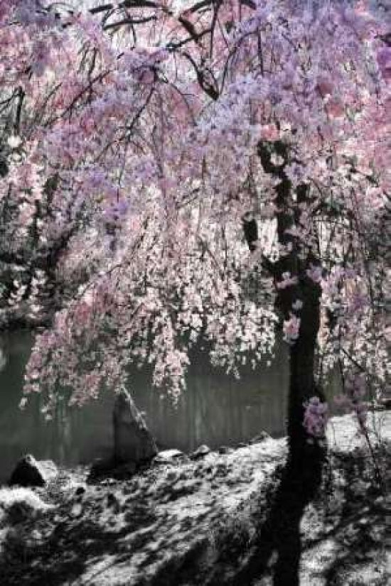 Cherry Tree I Poster Print by Alan Hausenflock-VARPDXPSHSF1091 Image 1