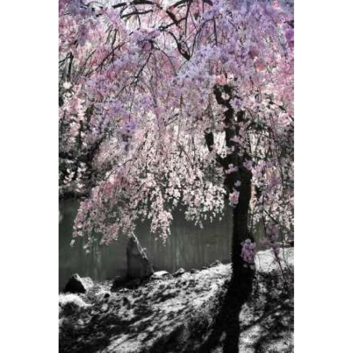 Cherry Tree I Poster Print by Alan Hausenflock-VARPDXPSHSF1091 Image 2