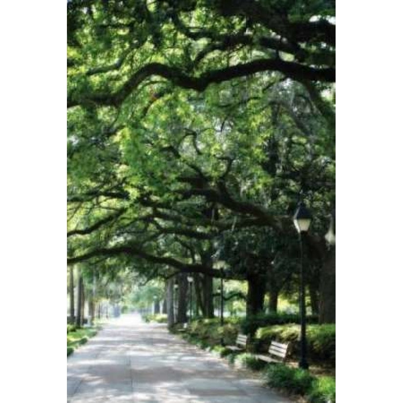 Savannah Sidewalk I Poster Print by Alan Hausenflock-VARPDXPSHSF141 Image 1