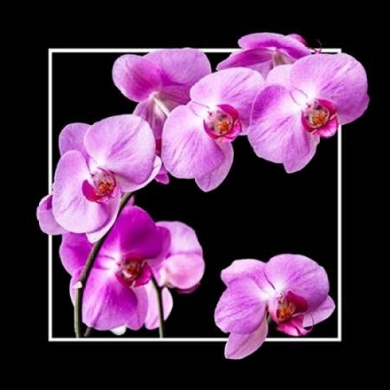 Orchids on Black IV Poster Print by Alan Hausenflock-VARPDXPSHSF1748 Image 1