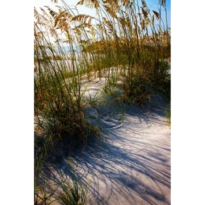 Sea Oats and Shadow I Poster Print by Alan Hausenflock-VARPDXPSHSF2019 Image 1