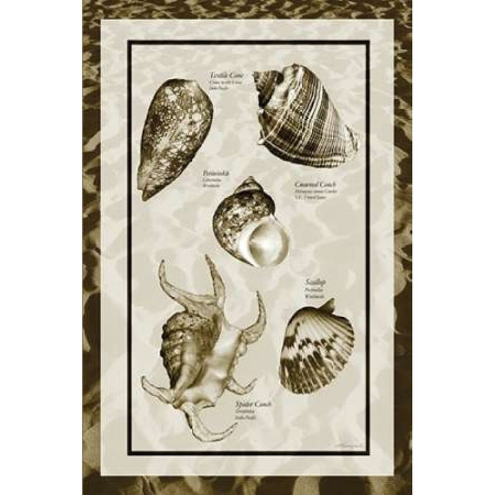 Sand and Shells I Poster Print by Alan Hausenflock-VARPDXPSHSF2033 Image 2