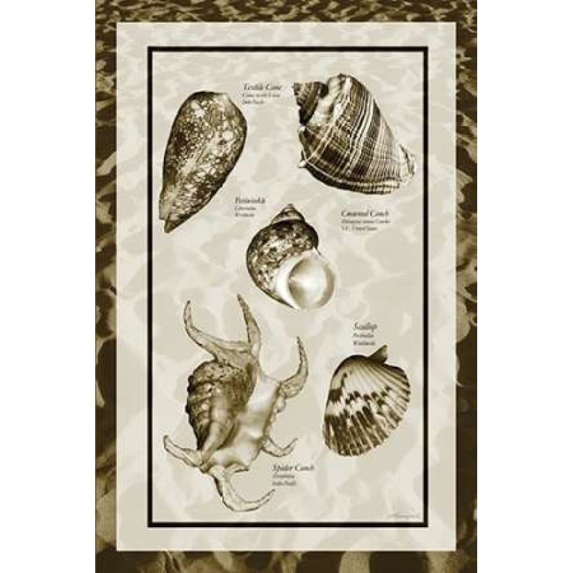 Sand and Shells I Poster Print by Alan Hausenflock-VARPDXPSHSF2033 Image 1