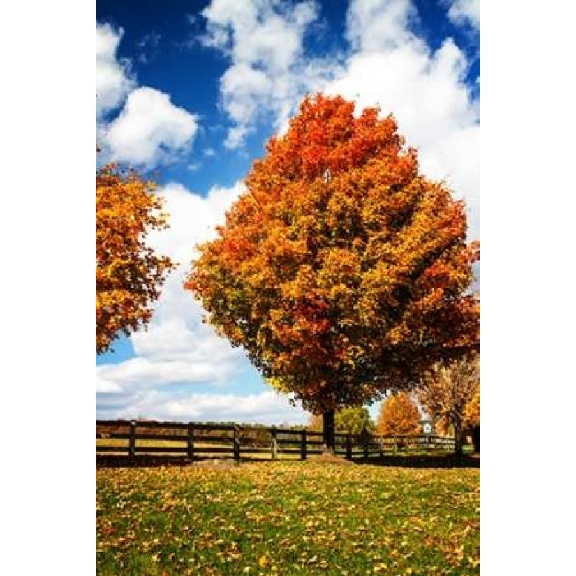 Trees of Gold I Poster Print by Alan Hausenflock-VARPDXPSHSF2063 Image 2