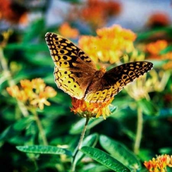 Resting Butterfly I Poster Print by Alan Hausenflock-VARPDXPSHSF2152 Image 1