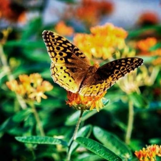 Resting Butterfly I Poster Print by Alan Hausenflock-VARPDXPSHSF2152 Image 2