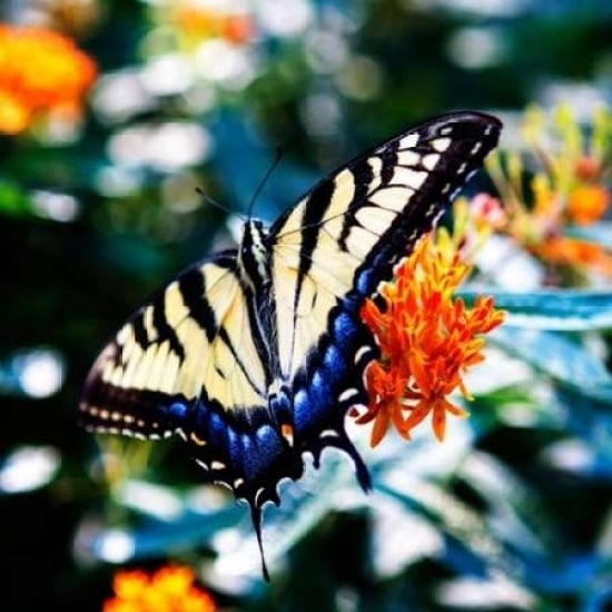 Resting Butterfly II Poster Print by Alan Hausenflock-VARPDXPSHSF2153 Image 1