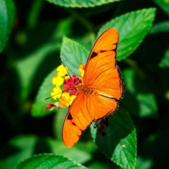 Resting Butterfly III Poster Print by Alan Hausenflock-VARPDXPSHSF2154 Image 2