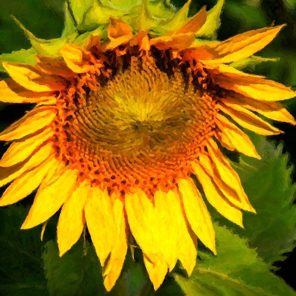 Sunflower I Poster Print by Alan Hausenflock-VARPDXPSHSF2286 Image 1