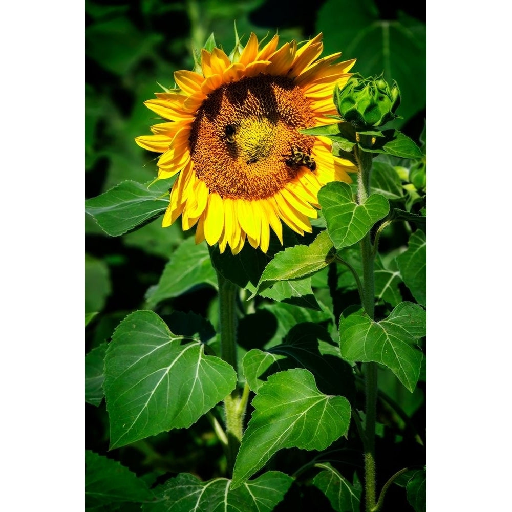 A Summer Flower I Poster Print by Alan Hausenflock-VARPDXPSHSF2288 Image 1