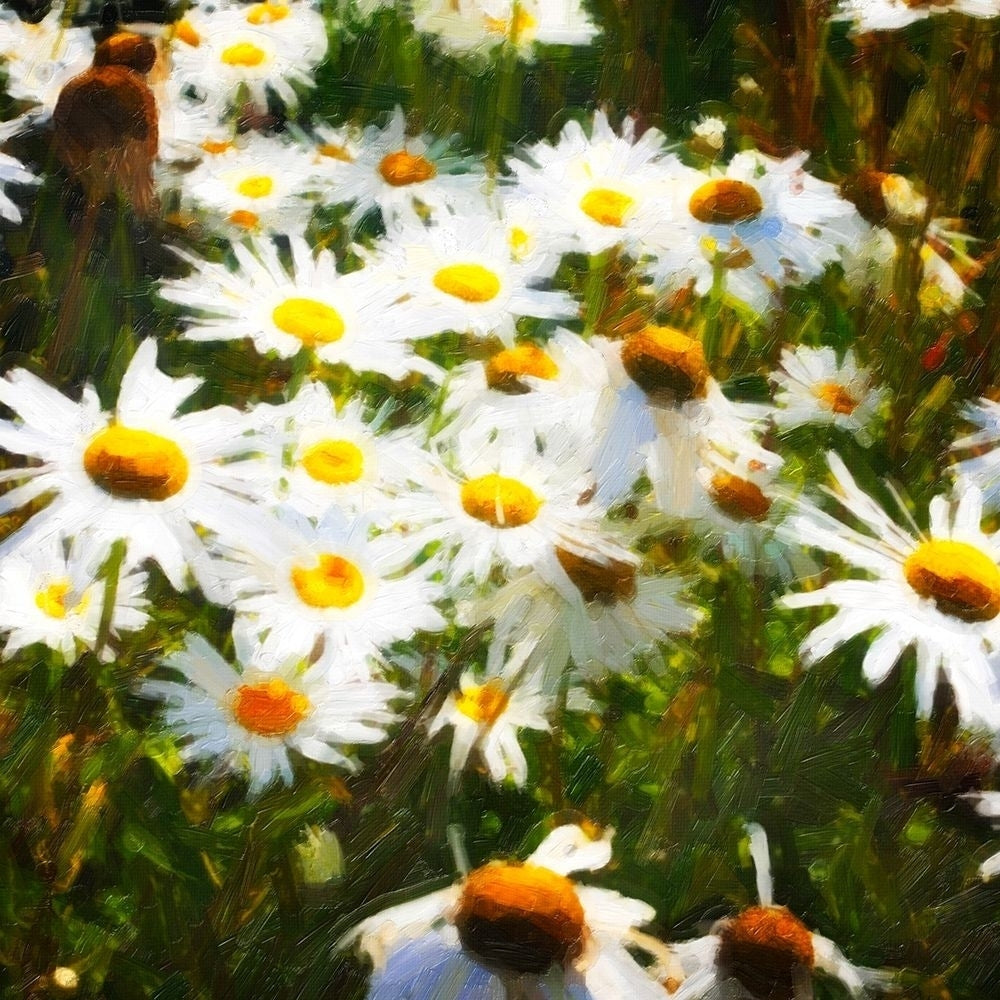 Sunlit Daisies Poster Print by Alan Hausenflock-VARPDXPSHSF2291 Image 1