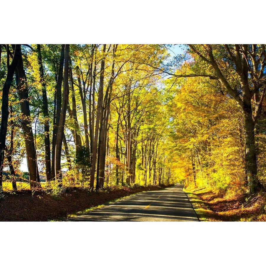 Trees of Gold and Green I Poster Print by Alan Hausenflock-VARPDXPSHSF2306 Image 1