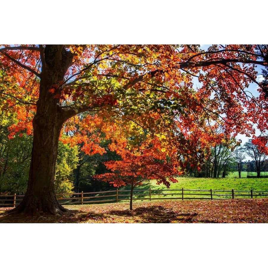 Autumn on the Plantation II Poster Print by Alan Hausenflock-VARPDXPSHSF2311 Image 1