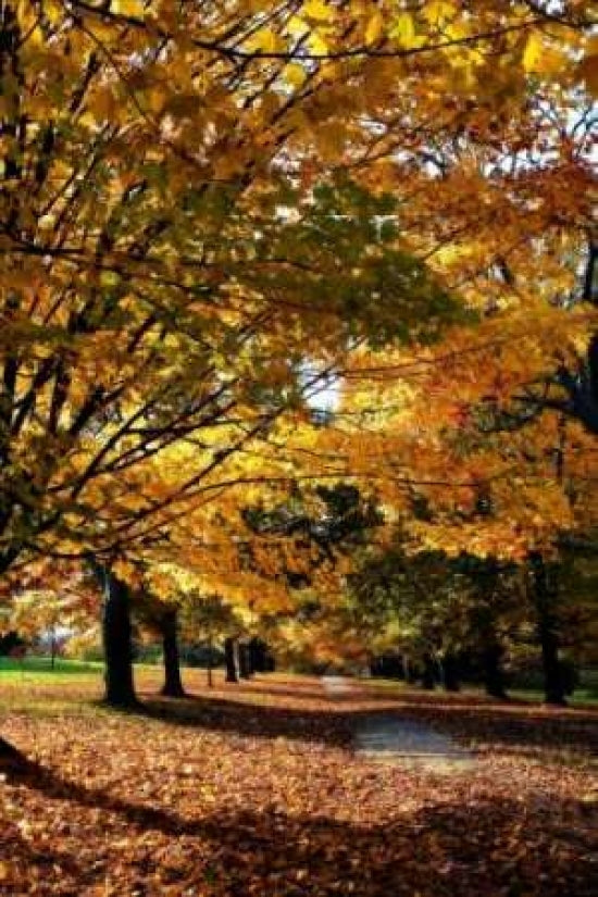 Maymont Maples IV Poster Print by Alan Hausenflock-VARPDXPSHSF262 Image 1