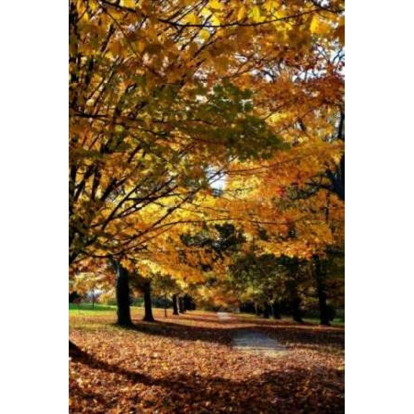 Maymont Maples IV Poster Print by Alan Hausenflock-VARPDXPSHSF262 Image 1