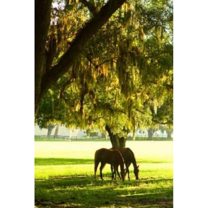 Horses in the Sunrise VIII Poster Print by Alan Hausenflock-VARPDXPSHSF452 Image 2