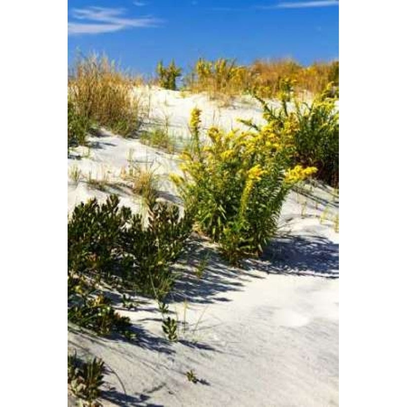 Assateague Beach VI Poster Print by Alan Hausenflock-VARPDXPSHSF492 Image 2