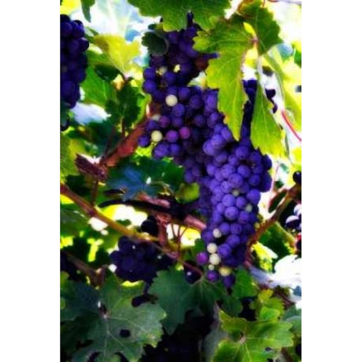 Grapes II Poster Print by Alan Hausenflock-VARPDXPSHSF598 Image 1