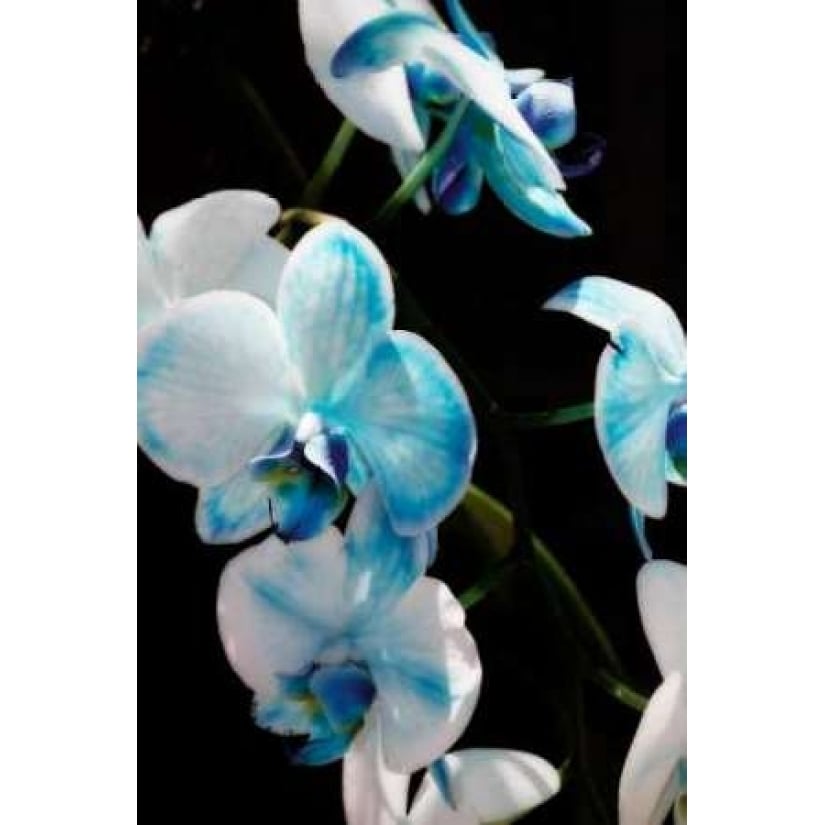 Blue Moth Orchids II Poster Print by Alan Hausenflock-VARPDXPSHSF679 Image 2