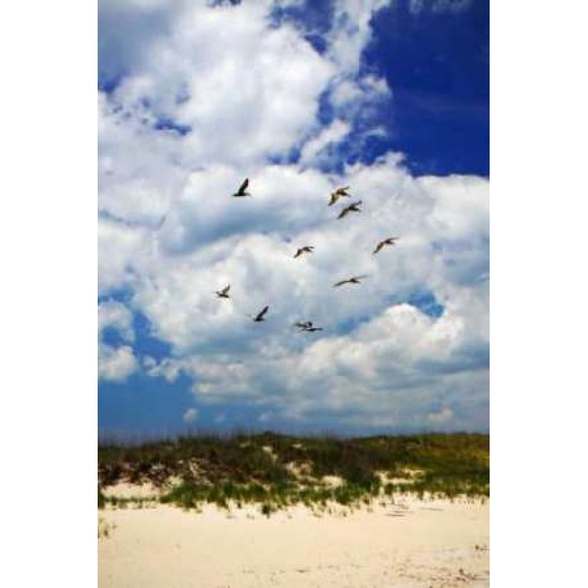 Pelicans over the Dunes VI Poster Print by Alan Hausenflock-VARPDXPSHSF726 Image 2