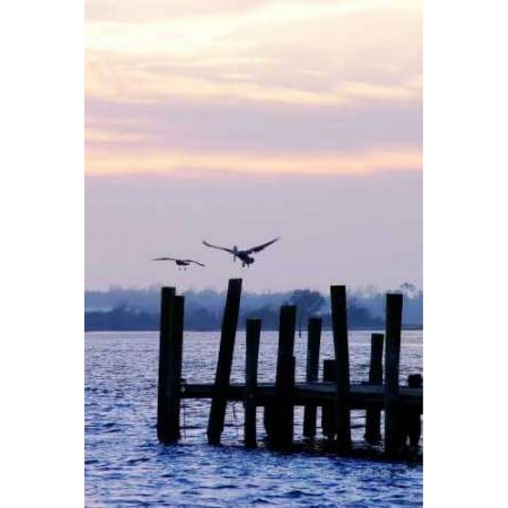 Pelican and Friend Poster Print by Alan Hausenflock-VARPDXPSHSF742 Image 1