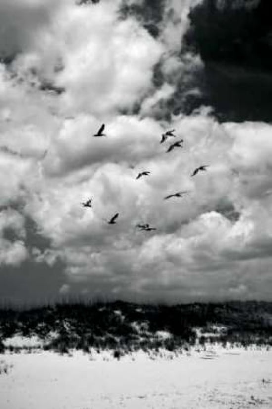 Pelicans over Dunes VI Poster Print by Alan Hausenflock-VARPDXPSHSF803 Image 1