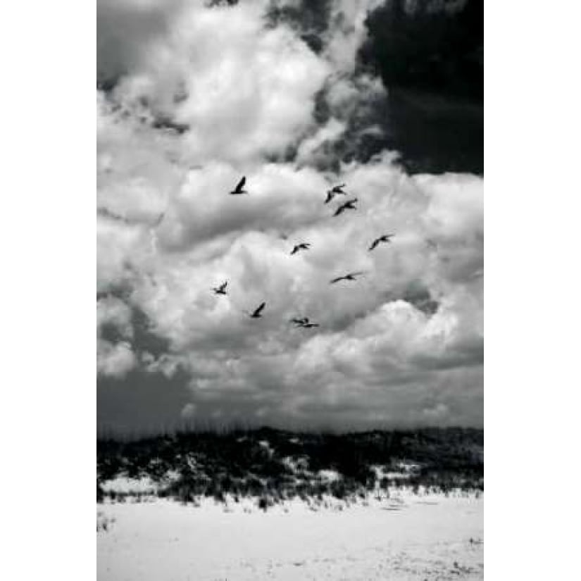 Pelicans over Dunes VI Poster Print by Alan Hausenflock-VARPDXPSHSF803 Image 2